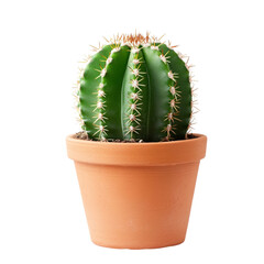 Round green cactus in a terracotta pot against a transparent background