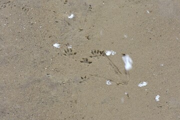 birds and animals footprints on the beach in snowy day 