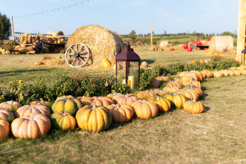 Halloween. Rustic decoration at home. Stylish fall decor with lots orange pumpkins and large...