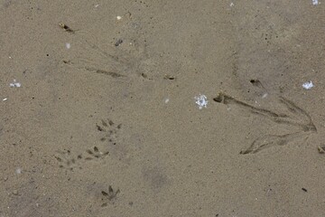 Duck and seagull footprints on sand in snowy April day