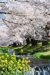 観音寺川の桜並木。猪苗代、福島、日本。4月下旬。