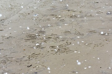 Duck and seagull footprints on sand in snowy April day