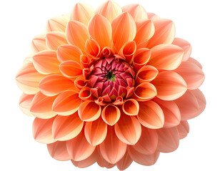 Close-up of a vibrant peach-orange dahlia