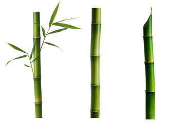 Fototapeta premium green bamboo 