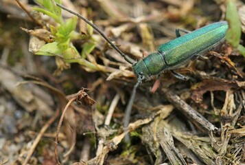 longhorn beetle, likely belonging to the genus Phytoecia or Agapanthia.