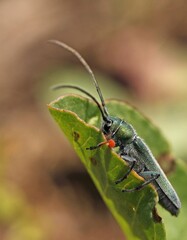 longhorn beetle, likely belonging to the genus Phytoecia or Agapanthia.