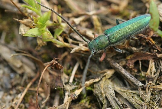 longhorn beetle, likely belonging to the genus Phytoecia or Agapanthia.