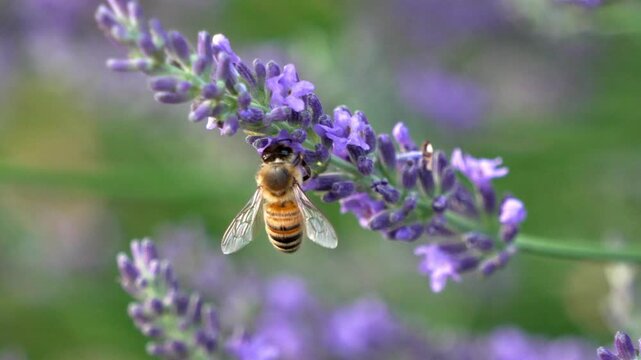 ラベンダーとみつばち◆ふんわり香るラベンダー畑を、蜜蜂たちが楽しそうに飛び交います。見るだけで心が軽くなる、そんな映像をあなたのプロジェクトにプラスしてみませんか？