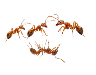 Five reddish-brown ants, detailed view, in various positions, against black background. 