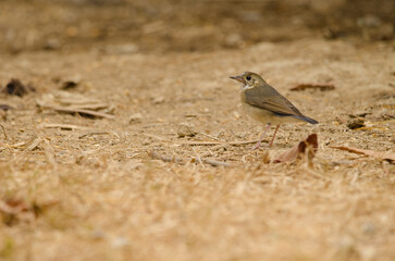Obraz premium Siberian blue robin Larvivora cyane bochainensis. Cat Tien National Park. Vietnam.