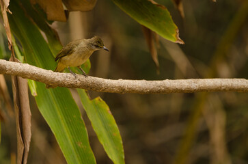 Stripe-throated bulbul Pycnonotus finlaysoni eous. Cat Tien National Park. Vietnam.