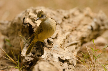 Stripe-throated bulbul Pycnonotus finlaysoni eous. Cat Tien National Park. Vietnam.