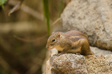 Berdmore's ground squirrel Menetes berdmorei. Cat Tien National Park. Vietnam.