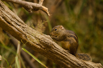 Berdmore's ground squirrel Menetes berdmorei eating. Cat Tien National Park. Vietnam.
