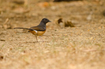 Obraz premium Female white-rumped shama Copsychus malabaricus macrourus. Cat Tien National Park. Vietnam.