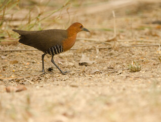 Slaty-legged crake Rallina eurizonoides telmatophila. Cat Tien National Park. Vietnam.