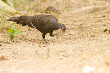 Germain's peacock-pheasant Polyplectron germaini. Male scratching. Cat Tien National Park. Vietnam.