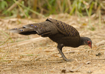 Germain's peacock-pheasant Polyplectron germaini. Male searching for food. Cat Tien National Park....