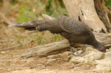 Germain's peacock-pheasant Polyplectron germaini. Male drinking water. Cat Tien National Park. Vietnam.
