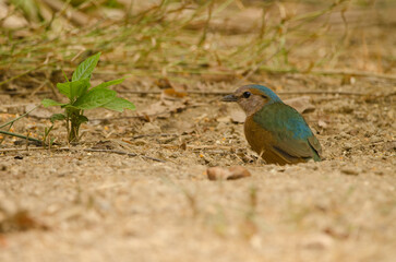 Blue-rumped pitta Hydrornis soror soror. Cat Tien National Park. Vietnam.