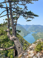 Canyon river meandering among green forested mountains; nature landscape photography under clear blue sky