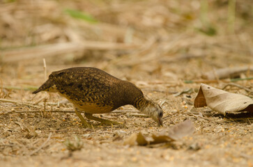 Green legged partridge Tropicoperdix chloropus eating. Cat Tien National Park. Vietnam.