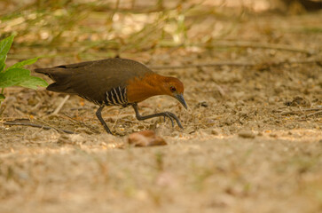 Slaty-legged crake Rallina eurizonoides telmatophila. Cat Tien National Park. Vietnam.