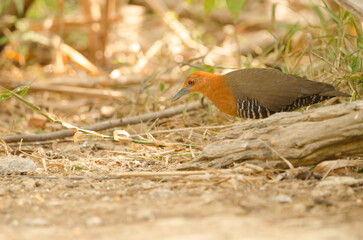 Slaty-legged crake Rallina eurizonoides telmatophila. Cat Tien National Park. Vietnam.