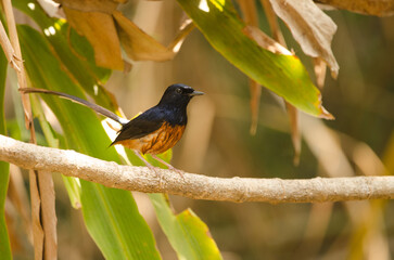 Male white-rumped shama Copsychus malabaricus macrourus just after bathing. Cat Tien National Park. Vietnam.