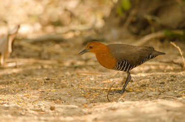 Slaty-legged crake Rallina eurizonoides telmatophila eating. Cat Tien National Park. Vietnam.