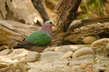 Male common emerald dove Chalcophaps indica. Cat Tien National Park. Vietnam.