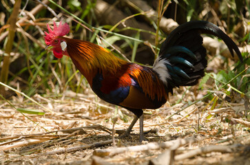 Male red junglefowl Gallus gallus gallus calling. Cat Tien National Park. Vietnam.