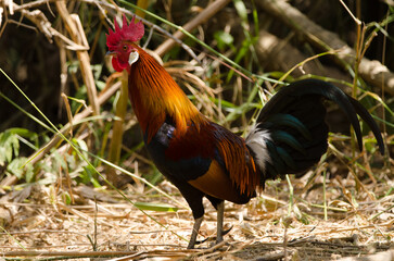 Male red junglefowl Gallus gallus gallus. Cat Tien National Park. Vietnam.