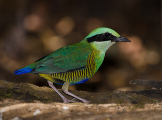 Male bar-bellied pitta Hydrornis elliotii. Cat Tien National Park. Vietnam.