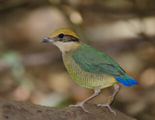 Female bar-bellied pitta Hydrornis elliotii. Cat Tien National Park. Vietnam.