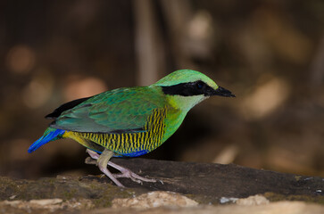 Male bar-bellied pitta Hydrornis elliotii. Cat Tien National Park. Vietnam.