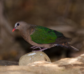 Female common emerald dove Chalcophaps indica. Cat Tien National Park. Vietnam.
