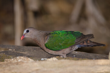 Female common emerald dove Chalcophaps indica. Cat Tien National Park. Vietnam.