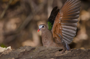 Female common emerald dove Chalcophaps indica stretching its wings. Cat Tien National Park. Vietnam.