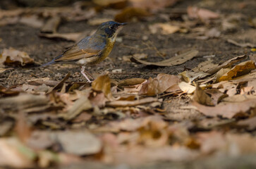 Tickell's blue flycatcher Cyornis tickelliae indochina. Young male. Cat Tien National Park. Vietnam.