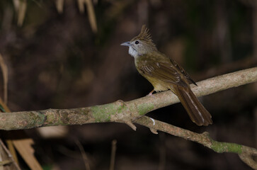 Ochraceous bulbul Alophoixus ochraceous hallae. Cat Tien National Park. Vietnam.