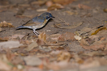 Tickell's blue flycatcher Cyornis tickelliae indochina. Young male. Cat Tien National Park. Vietnam.