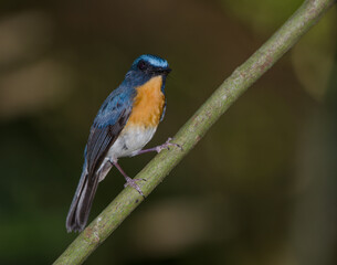 Male Tickell's blue flycatcher Cyornis tickelliae indochina. Cat Tien National Park. Vietnam.