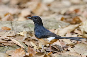 Obraz premium Male white-rumped shama Copsychus malabaricus macrourus. Cat Tien National Park. Vietnam.