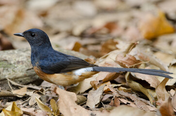Male white-rumped shama Copsychus malabaricus macrourus. Cat Tien National Park. Vietnam.