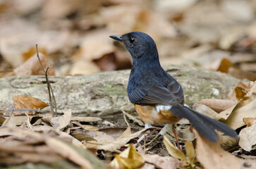 Male white-rumped shama Copsychus malabaricus macrourus. Cat Tien National Park. Vietnam.
