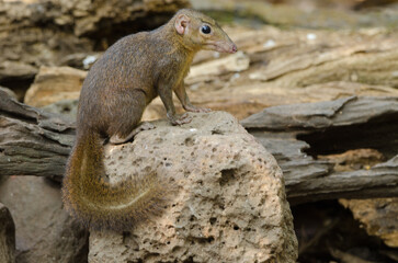 Northern treeshrew Tupaia belangeri. Cat Tien National Park. Vietnam.