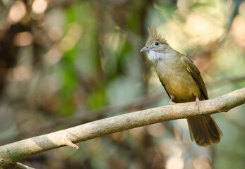 Ochraceous bulbul Alophoixus ochraceous hallae. Cat Tien National Park. Vietnam.