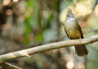 Ochraceous bulbul Alophoixus ochraceous hallae. Cat Tien National Park. Vietnam.