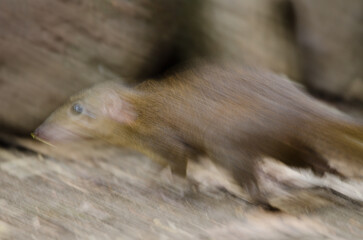 Northern treeshrew Tupaia belangeri moving. Cat Tien National Park. Vietnam.